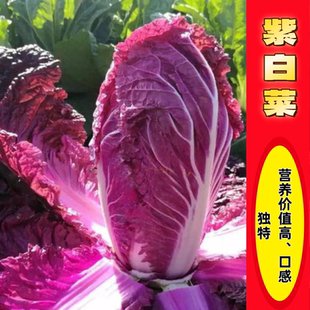 紫白菜种子娃娃菜种子四季紫色娃娃菜白莱大全紫玉籽种菜种