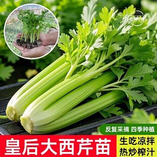 寿光西芹苗四季小香芹菜根芹阳台盆栽种蔬菜种籽芹菜苗耐高温耐热