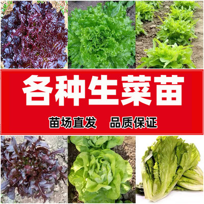 各种生菜苗 蔬菜苗幼苗青菜苗紫叶冈山速生绿紫雀舌奶油菊苣苗秧