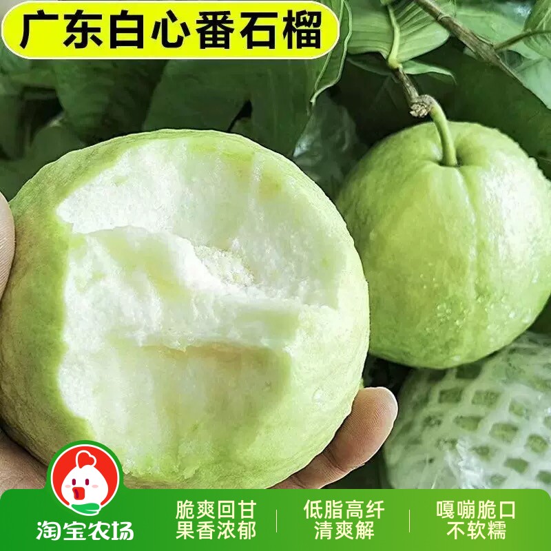 正宗广东水果新鲜产地现摘芭乐甜番石榴白心低糖软糯农场鲜果保存