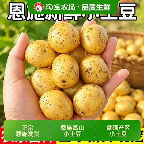 恩施小土豆黄皮黄心土豆新鲜蔬菜迷你马铃薯洋芋现挖当季好吃自种