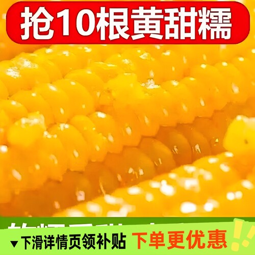 头茬正宗东北新鲜黄糯玉米软糯拉丝真空包装寒地黑土一季香甜早餐