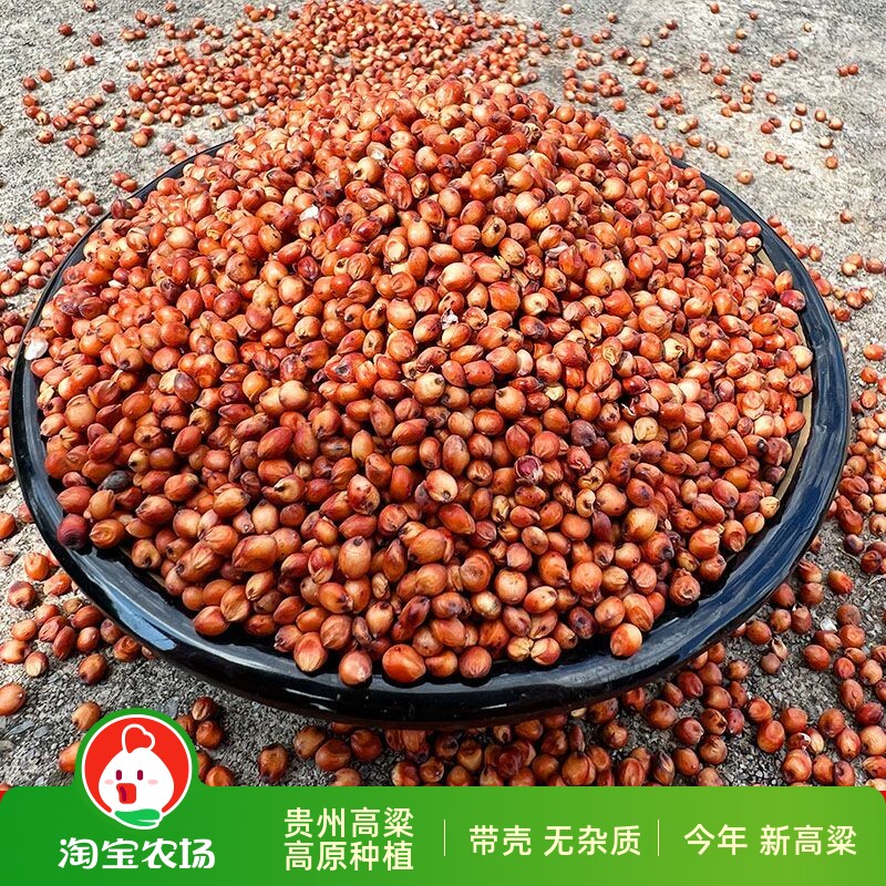 农家红高粱酿酒专用红缨子糯高粱粮食去壳鸽子食物用大粒批发带壳