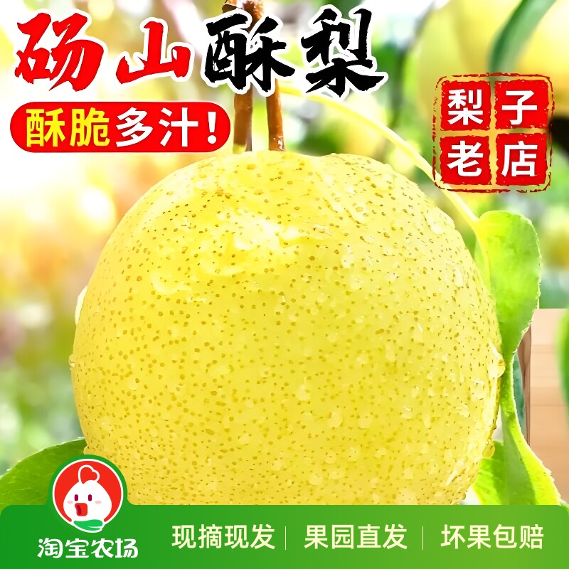 正宗砀山梨砀山酥梨新鲜梨子当季现摘整箱安徽特产水果汤山梨直发