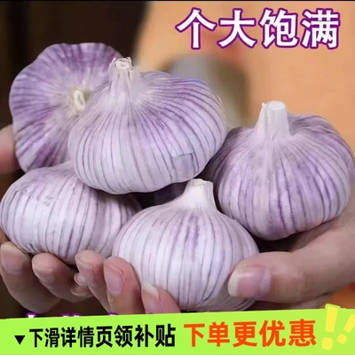 山东紫皮大蒜头产地价包邮
