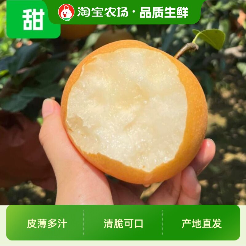 山东秋月梨礼盒正宗冰糖梨子现摘甜新鲜产地直发汁水丰富保存农场