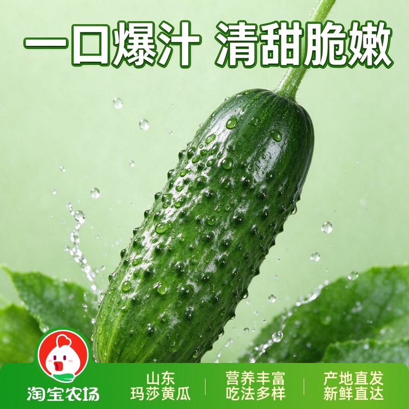 新鲜玛莎产地直发黄瓜新鲜现摘蔬菜东北青黄瓜水果黄瓜新鲜当季