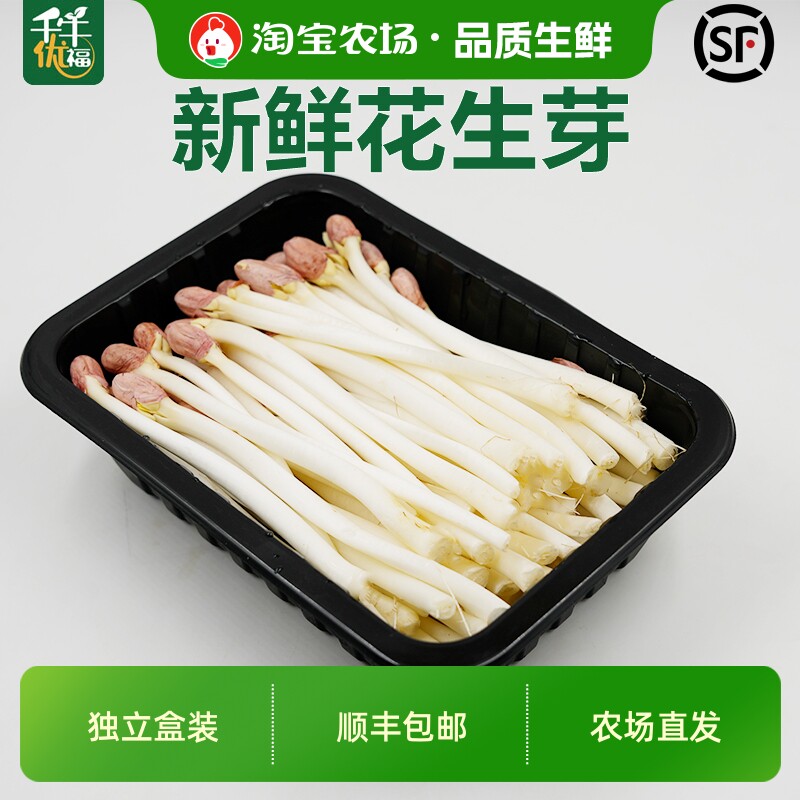 千牛优福新鲜花生芽花生苗500g/盒食用蔬菜芽苗长寿芽烫火锅散装