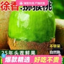 现摘 包邮 陕西正宗徐香猕猴桃当季 新鲜水果绿心奇异果孕妇大果