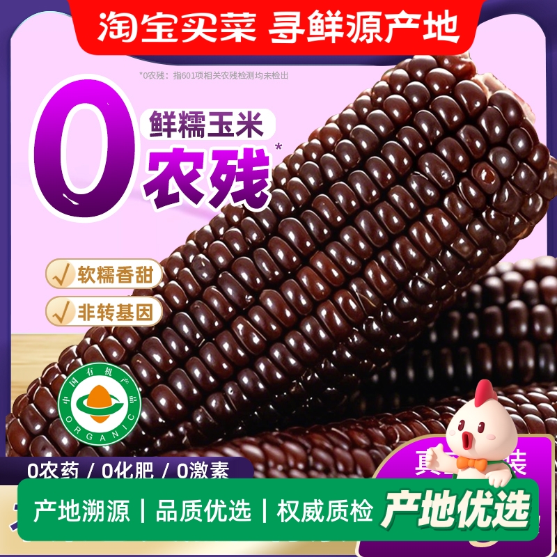 有机紫黑玉米糯米新鲜甜糯玉米棒粘黏真空装包装袋非新鲜玉米即食