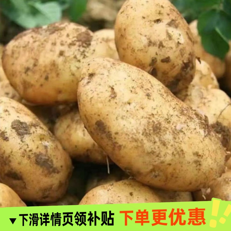 高山黄心大土豆中果黄皮整箱软糯香甜洋芋马铃薯现挖农家蔬菜