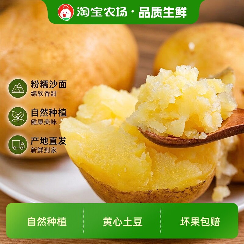 威宁黄皮黄心洋芋贵州小土豆新鲜26年现挖粉糯起沙正宗毕节老品种