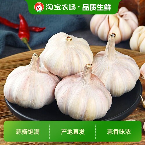 新干蒜5斤大蒜头种籽干大蒜种子
