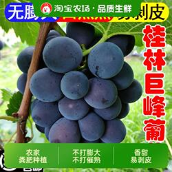 广西桂林正宗巨峰葡萄老树兴安溶江新鲜现摘自然成熟整箱批发5斤