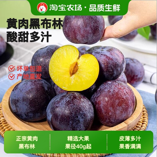 李子新鲜水果黑布林大大果现摘现正宗应季黄肉黑布李酸甜
