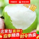 新鲜发货当季 新鲜水果翠玉梨子酥脆一号砀山产地直发酥蜜梨