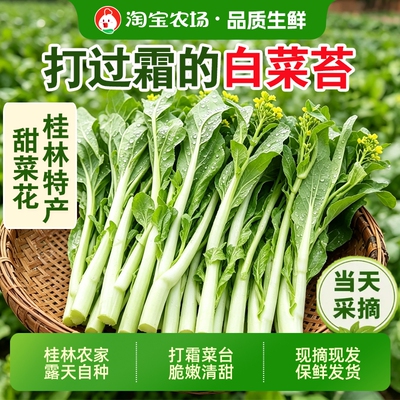 广西桂林农家自种露天白菜苔甜菜蔬菜新鲜现摘应季批发食用小白菜