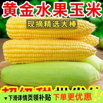 新鲜玉米现摘带皮甜玉米农家金银水果玉米棒子鲜嫩黄玉米9斤包邮