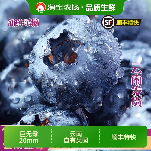 云南高山花香蓝莓新鲜孕妇水果