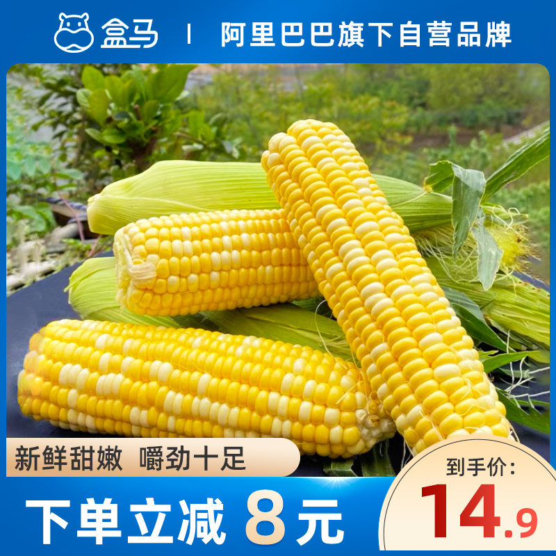 盒马云南水果玉米4/8支装新鲜甜嫩口感香甜粒大饱满皮薄鲜嫩