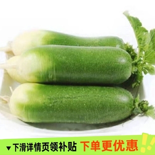 潍坊青萝卜水果萝卜甜脆潍县沙地萝卜潍坊农科院基地正宗当季蔬菜