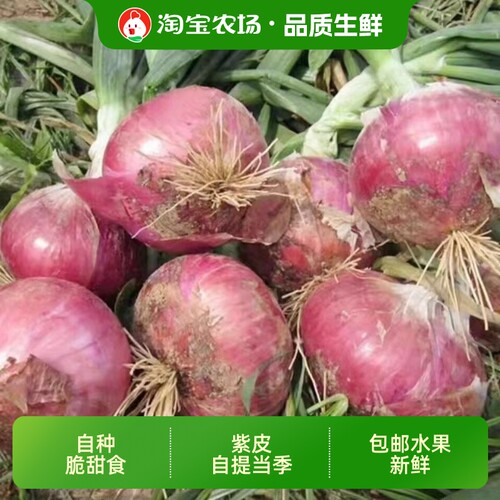 正宗农家自种新鲜现挖洋葱10斤