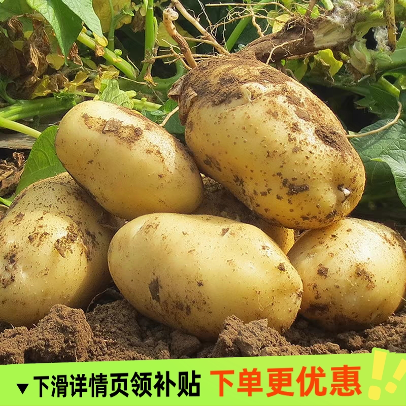 黄皮大土豆现挖农家蔬菜