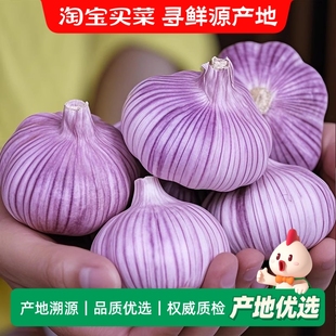 地头价25年新干蒜紫皮大蒜头金乡大蒜产地直发整箱批发 包邮