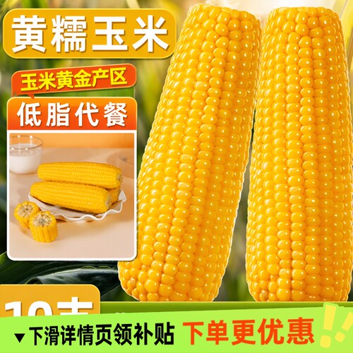 馋乡玉东北黄糯玉米非转基因黑龙江新鲜糯玉米粗粮代餐真空装低脂