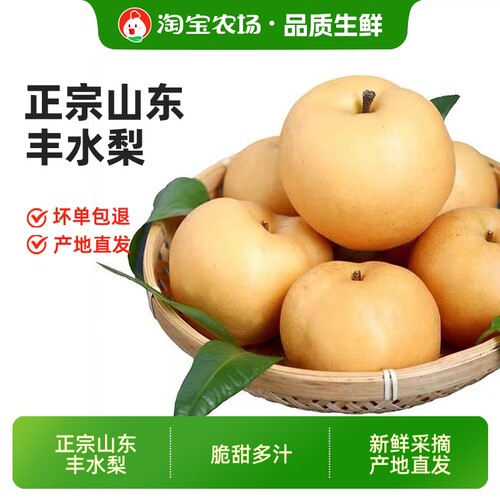 正宗山东丰水梨当季现摘脆甜汁甜新鲜时令好水果农场单果直发冰糖