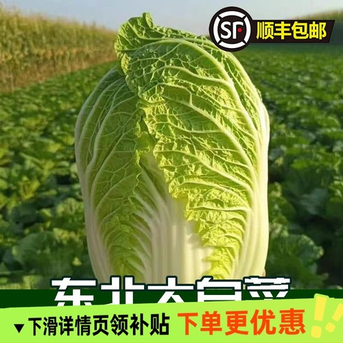 正宗东北大白菜秋季老品酸菜材料应季采收自然发顺丰蔬菜包菜包心