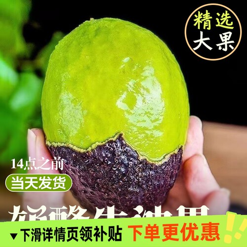 甄选秘鲁进口牛油果新鲜当季水果新鲜果鳄梨应季营养丰富孕妇包邮