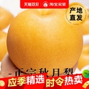 山东秋月梨当季 脆甜冰糖梨羊脂膏梨新鲜水果直发品质优良果肉饱满