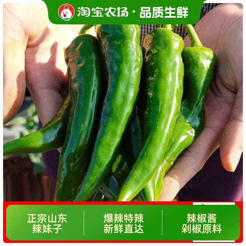 辣妹子辣椒特产农家新新鲜爆辣特辣山东包邮薄皮正宗现摘农村农场