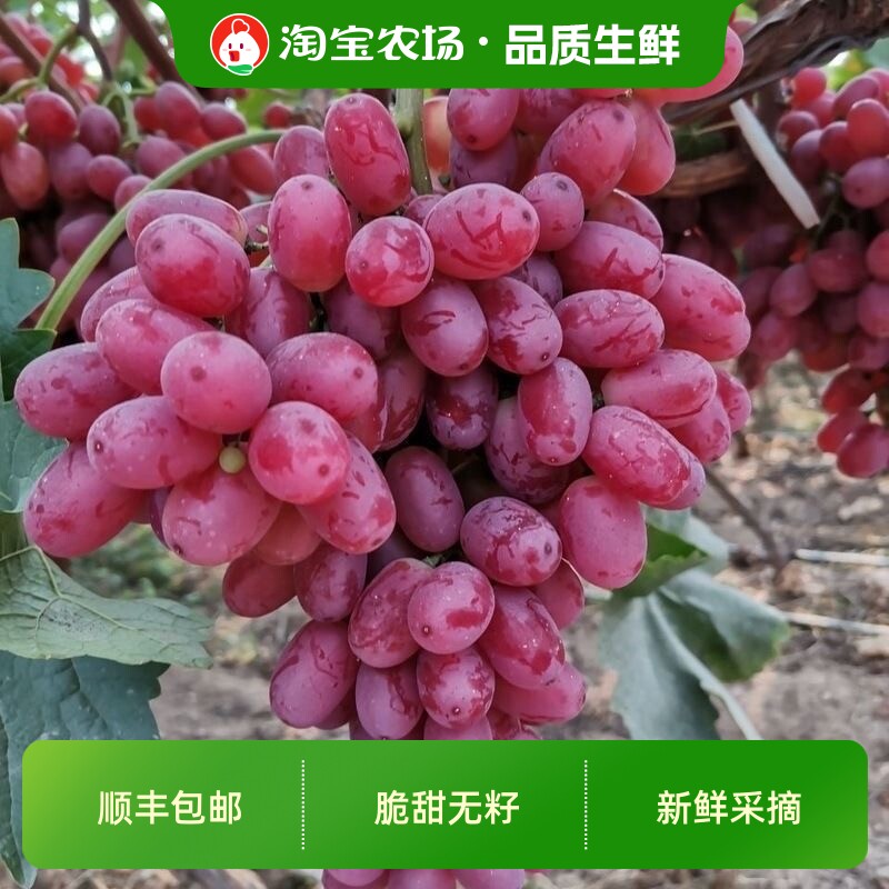 顺丰包邮克伦生无籽提当季酸甜孕妇水果红提子整箱包邮