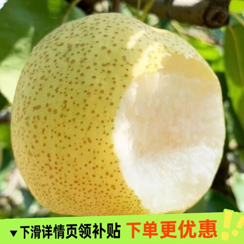 头茬正宗安徽砀山酥梨应当季水果梨子多汁