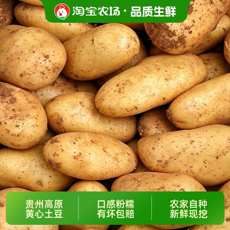 贵州洋芋农家种植黄心土豆新鲜10斤包邮现挖批发马铃薯蔬菜正宗