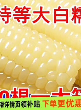 2025年新鲜黏甜玉米棒非花草茶香甜非转基因独立包装甜糯真空装