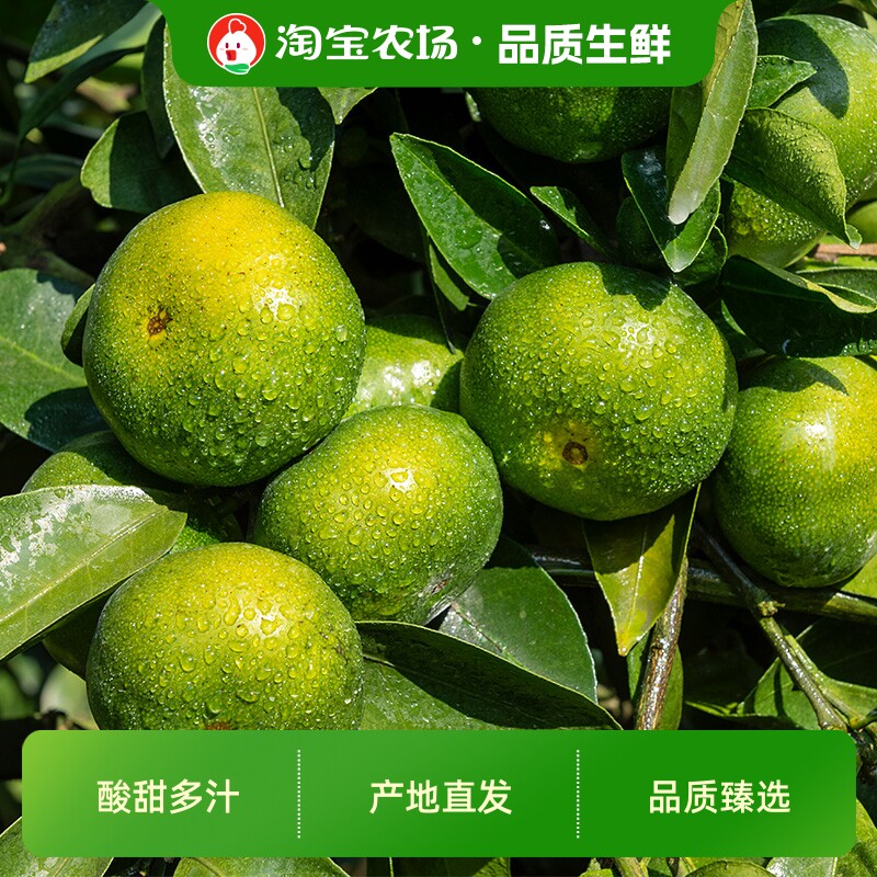 时令江西寻乌蜜桔4.5斤新鲜现摘当季水果青皮橘子产地鲜果普通