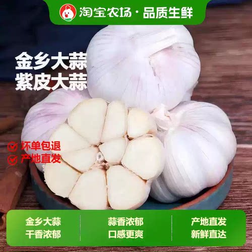今年新干蒜农家干大蒜紫白皮大蒜头新鲜蔬菜自种回购