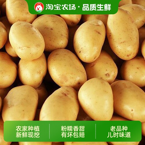 正宗洋芋高山种植沙面黄心土豆