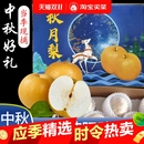 正宗秋月梨山东莱阳当季 爆甜多汁批发送礼整箱 现摘新鲜梨子礼盒装
