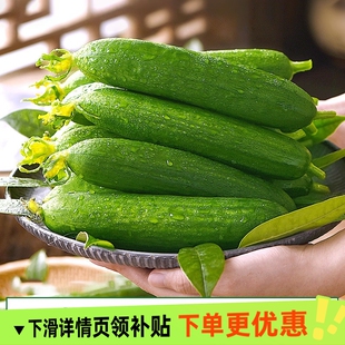山东水果黄瓜 凉拌炒菜都好吃 产地直发无刺小黄瓜