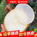 正宗秋月梨新鲜水果梨子脆甜多汁整箱无渣薄皮酥梨现货