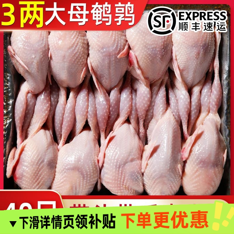 40只特大号母鹌鹑农家散养鹌鹑新鲜冷冻大号鹌鹑烧烤整只现杀鹌鹑 - 封面