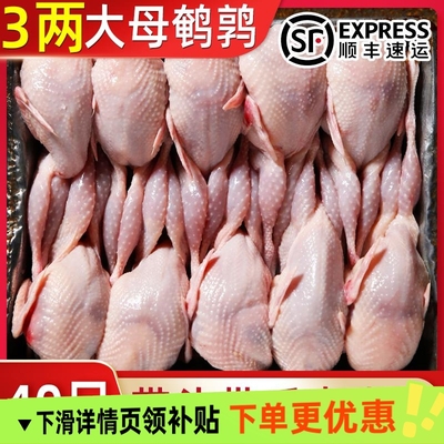 40只特大号母鹌鹑农家散养鹌鹑新鲜冷冻大号鹌鹑烧烤整只现杀鹌鹑