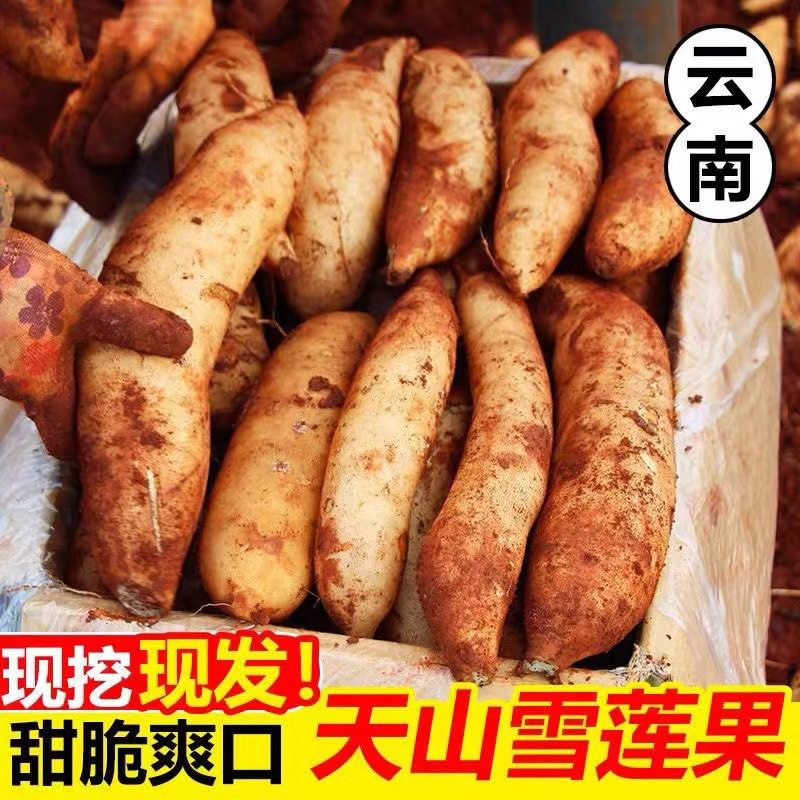 云南天山雪莲果9斤新鲜红沙泥雪莲果新鲜水果时令水果整箱包邮,水产肉类/新鲜蔬果/熟食,雪莲果,淘宝优惠券,粉丝福利购,淘宝优惠卷