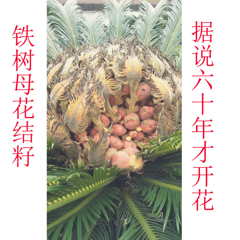 苏铁树雌花铁树雄花