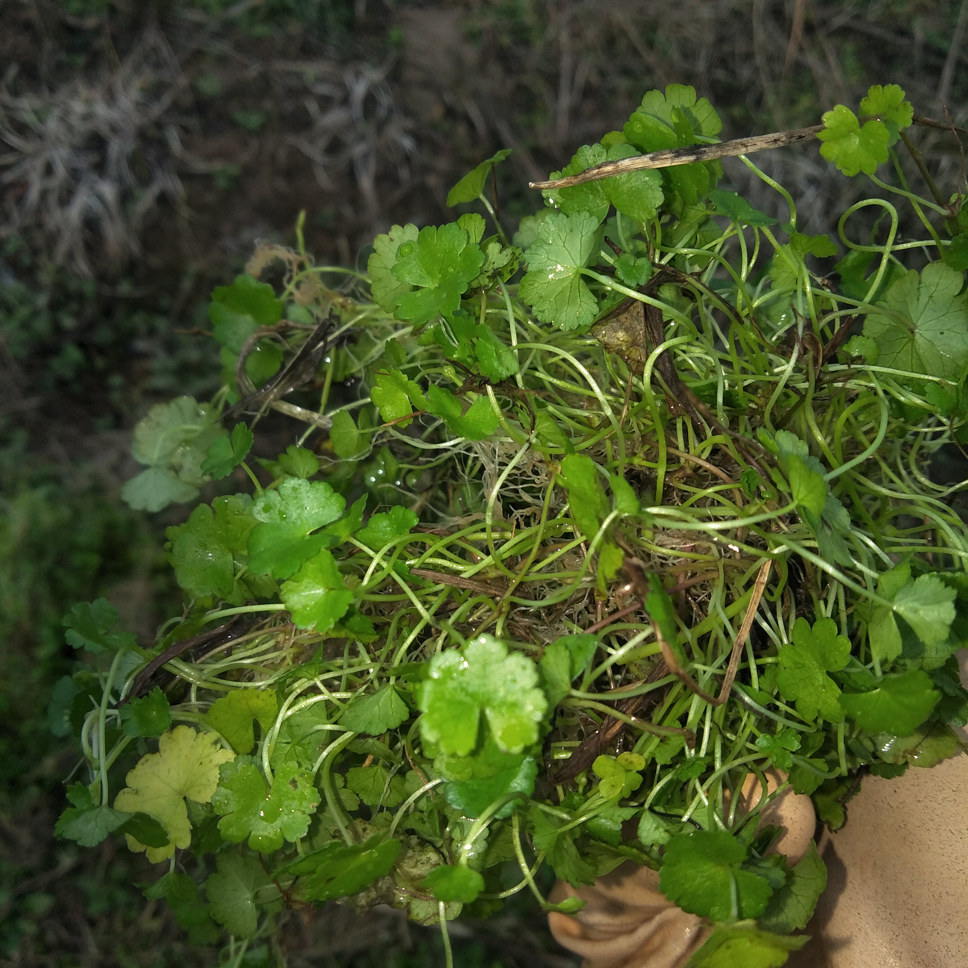 破铜钱苗野新鲜满天星天胡荽星秀草铺地锦遍地锦