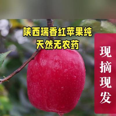 汇承陕西瑞香红当季水果现摘新鲜